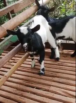 sepasang anakan kambing mini peranakan pygmi F1 4 bln TB 30cm exotik