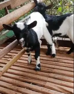 sepasang anakan kambing mini peranakan pygmi F1 4 bln TB 30cm exotik