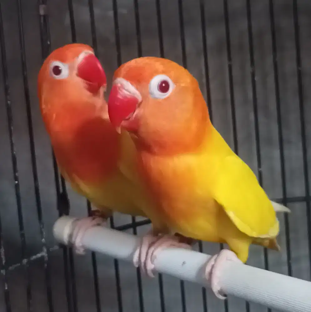 Burung Lovebird love bird Lutino MM paud