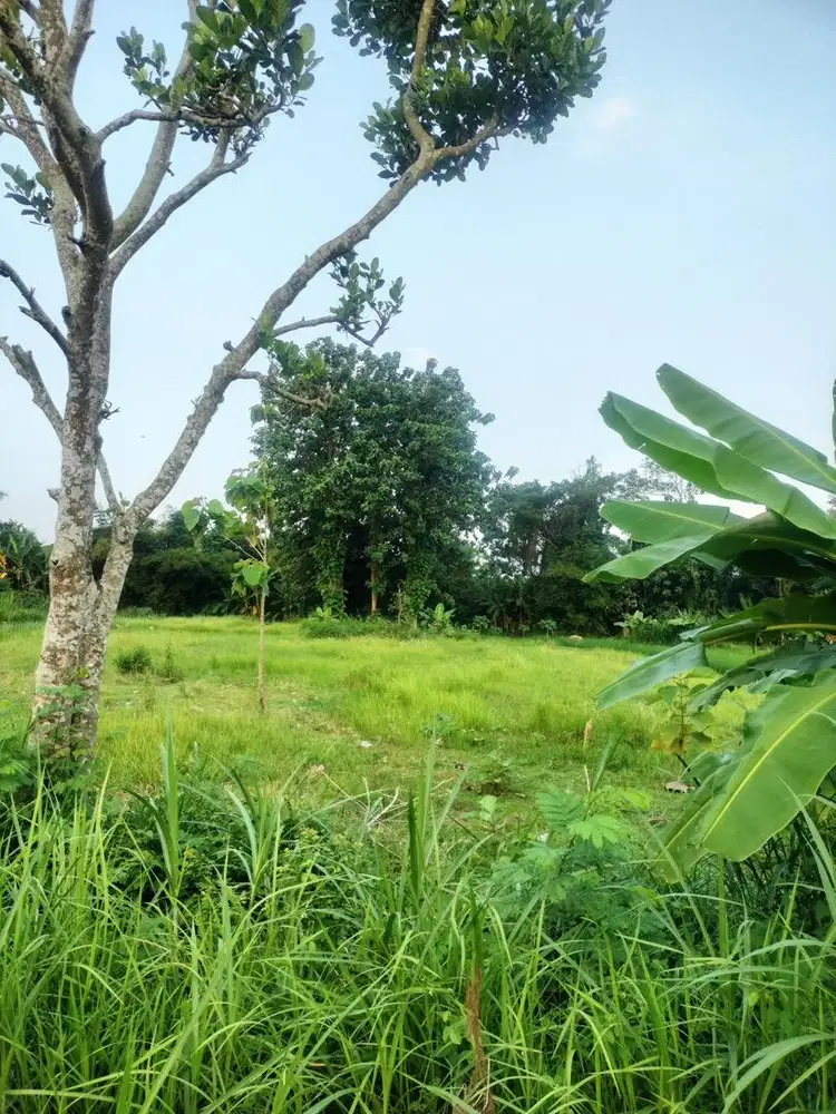 Dijual Tanah Murah Pinggir Jalan Berbah Sleman