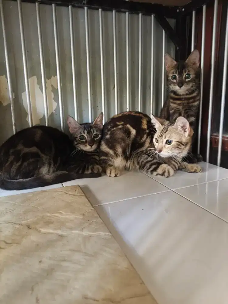 Kucing B E N G A L jantan-betina 5 bulan