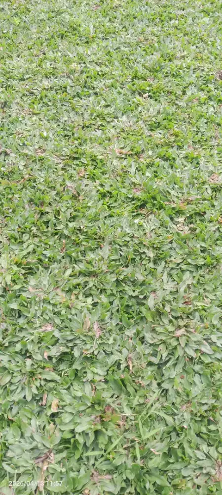 Rumput gajah mini permeter persegi