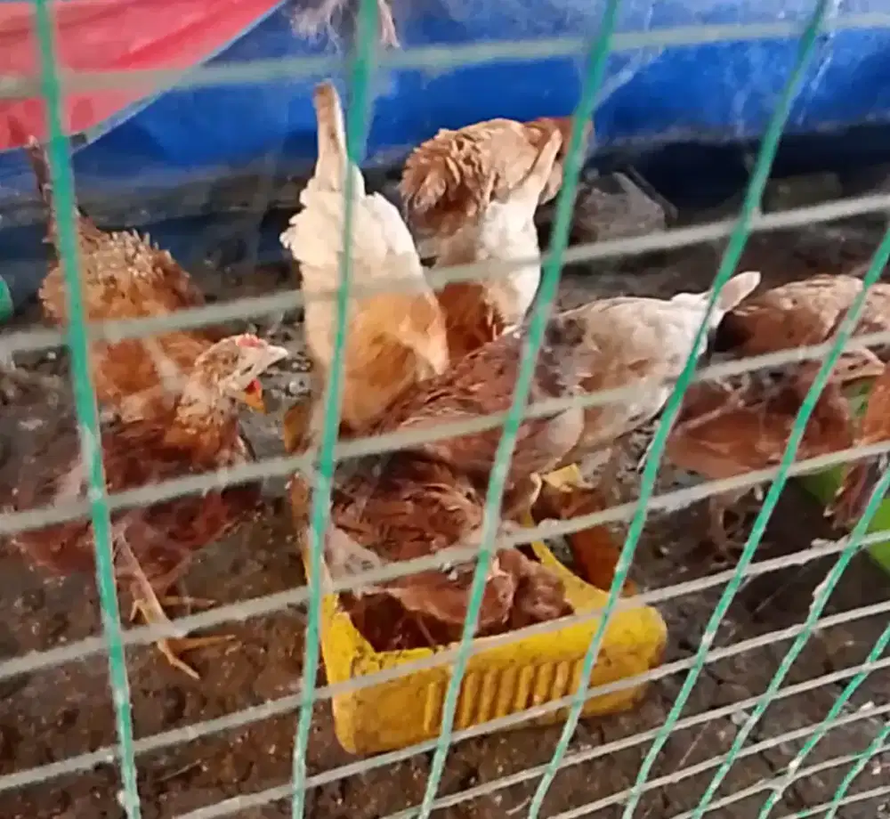 ayam kampung petelur muda