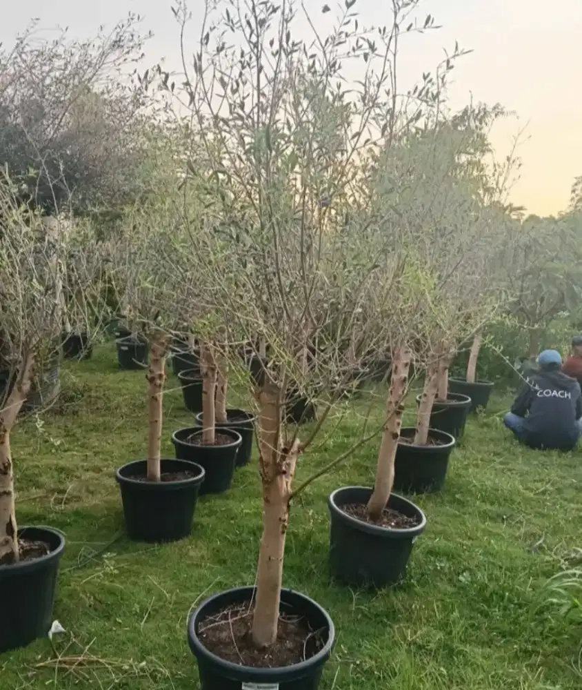 Pohoh zaitun olivetree