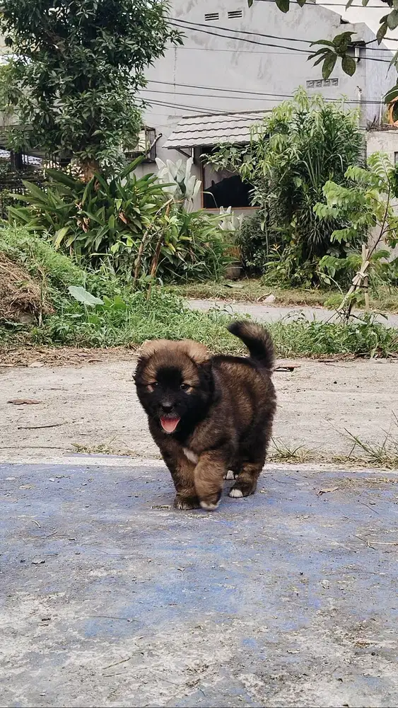 Chow Chow mix Herder