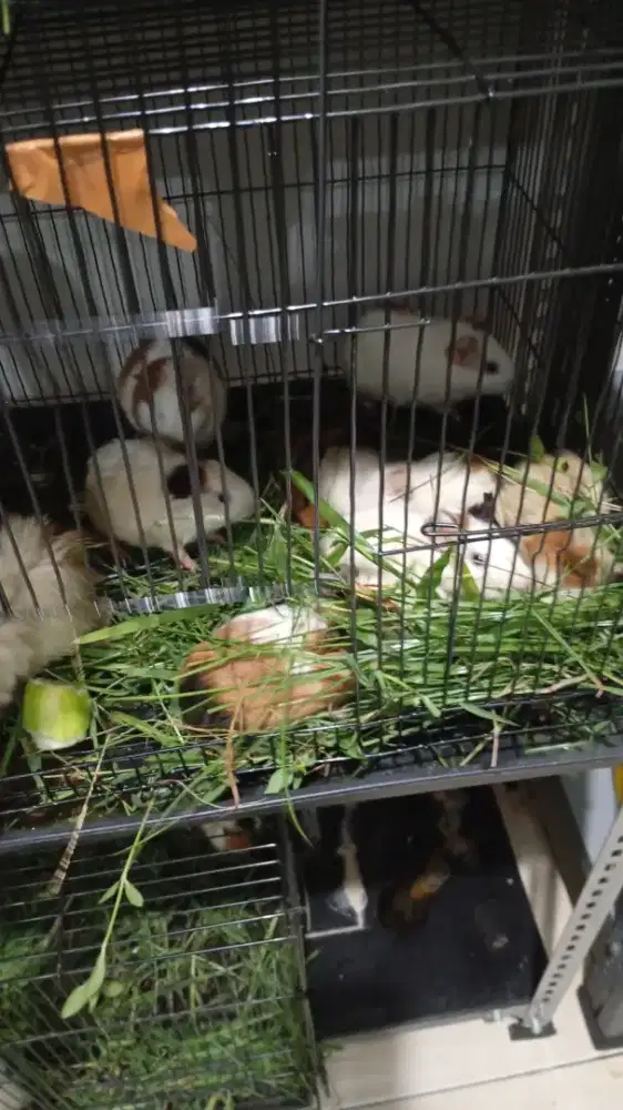 Marmut lokal khusus borongan