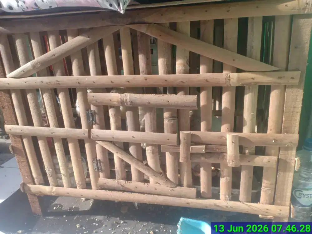 Dijual 4 ekor ayam jantan umur 2bln kurang seminggu plus kandangnya