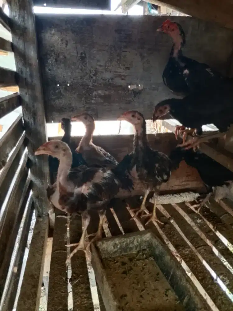 Dijual anakan ayam kampung