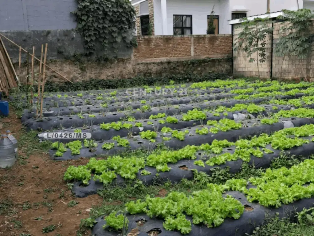 Tanah Kebun Siap Bangun Area Perumahan Di Lembang Bandung