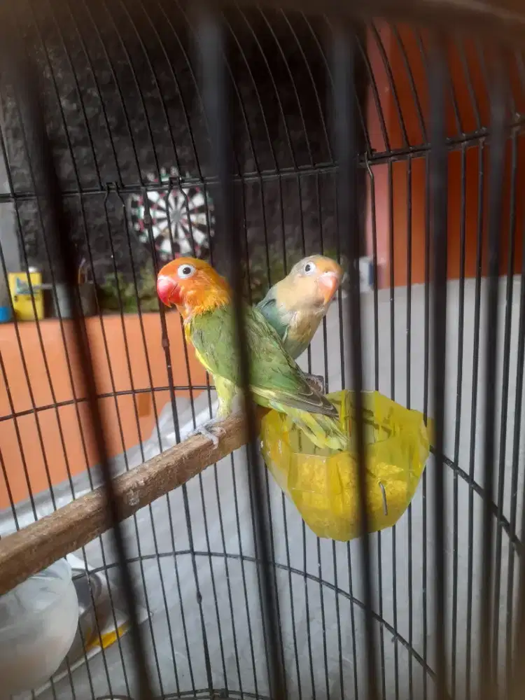 Burung lovebird remaja