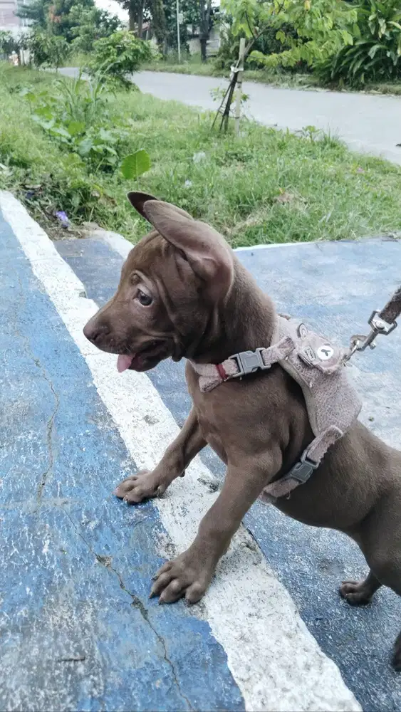 Pitbull mix Kampung