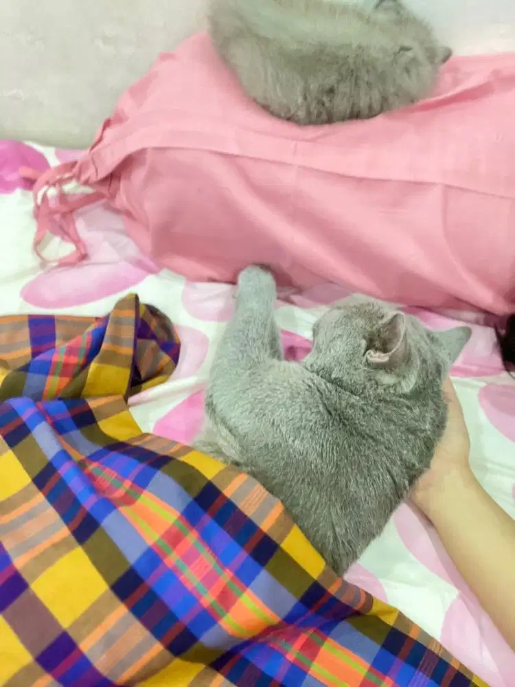 Jual kucing bsh