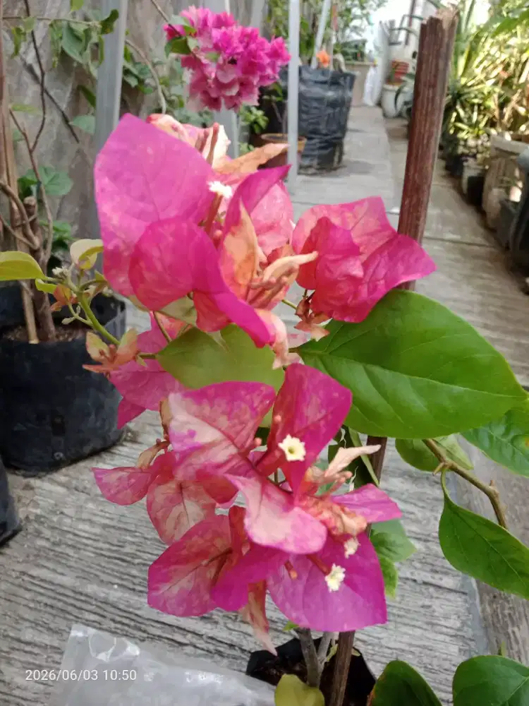 Obral: bunga Bugenvil, Aglonema, anturium dll dr 15rb- 1jt