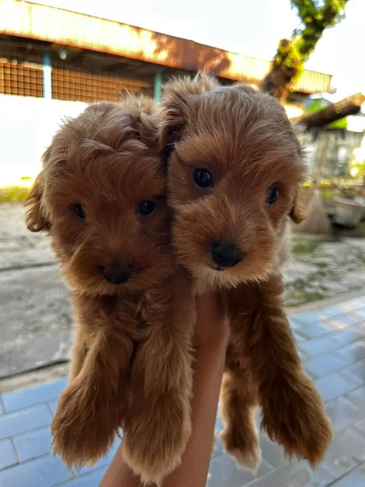 TOY POODLE SEPASANG MURAH