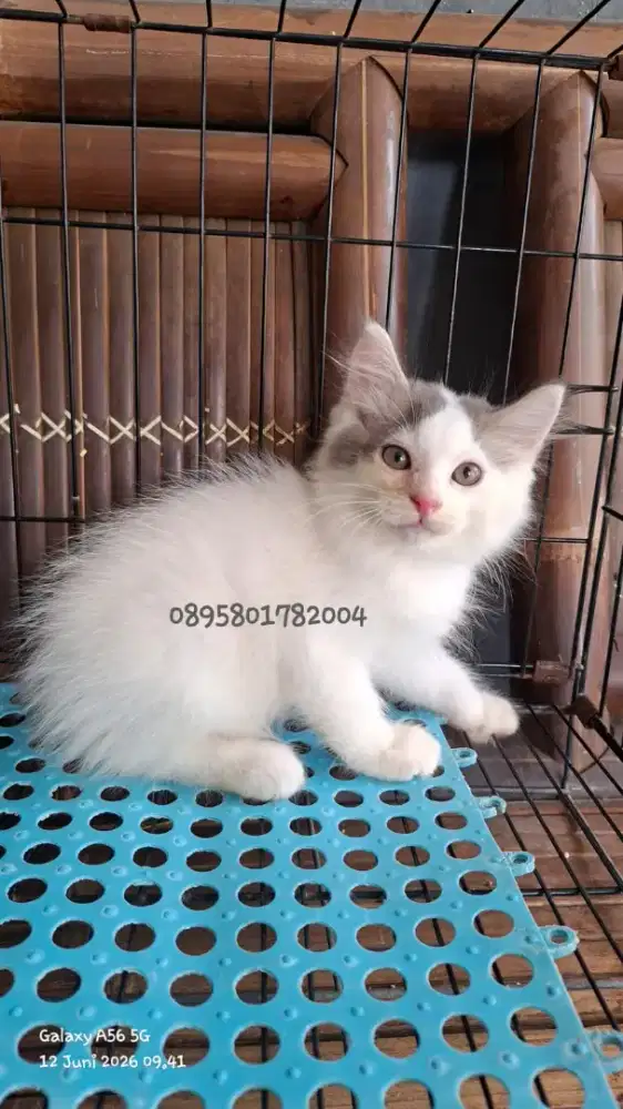 kucing anggora/ kitten jantan/kucing persia jantan)