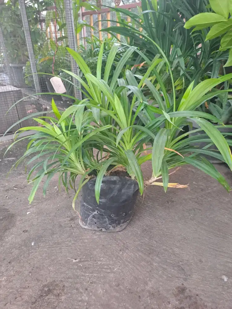Pohon pandan subur lebat hijau