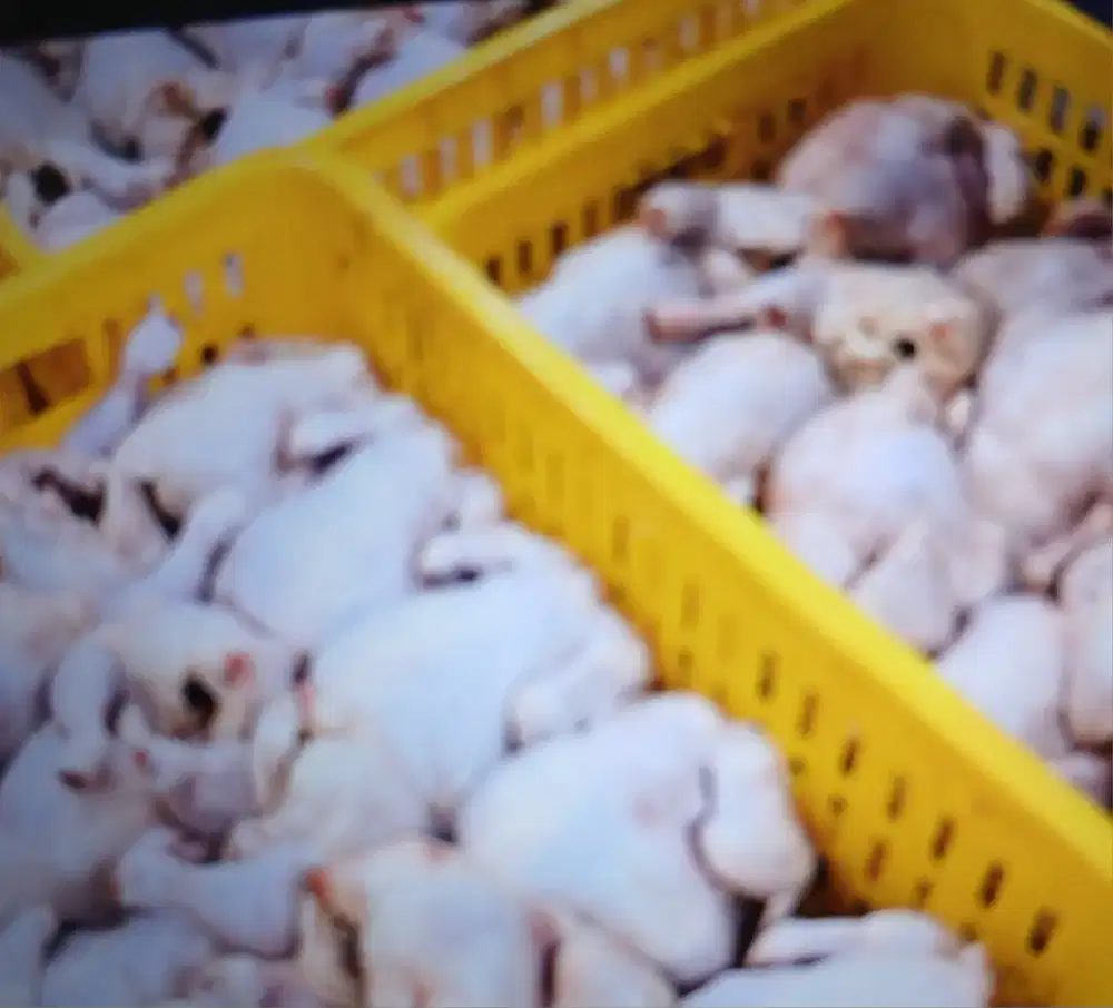 SALES RPA AYAM SEGAR