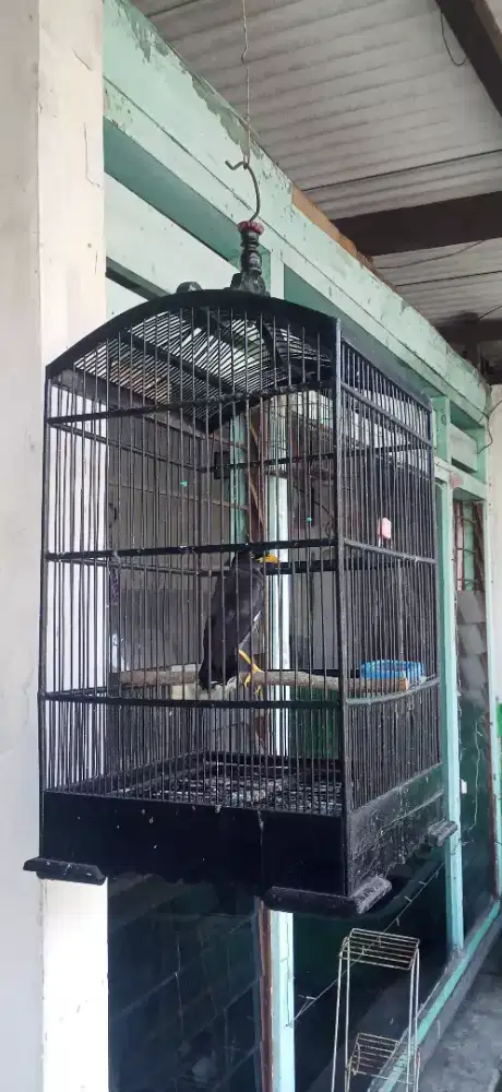 Jalak Makun + Sangkar