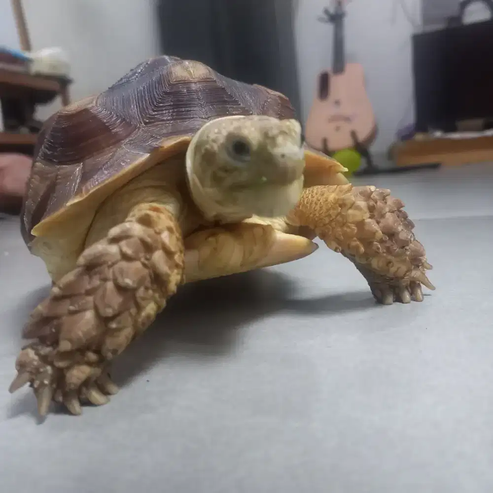 SULCATA kura kura