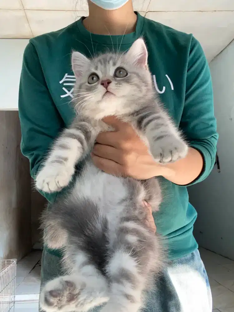 BSH Silver (Nonped)