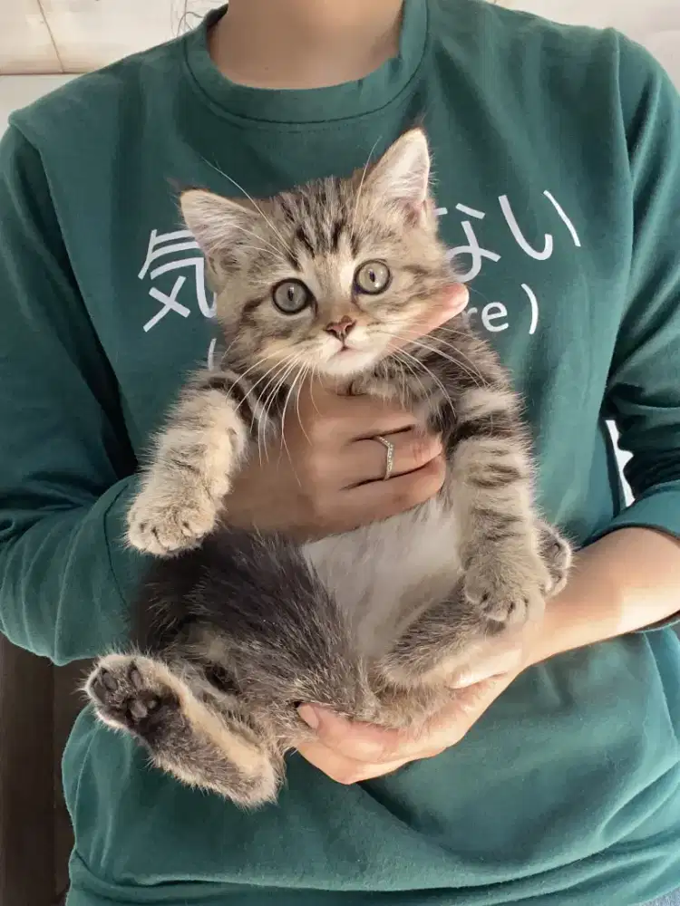 BSH Tabby (Nonped)