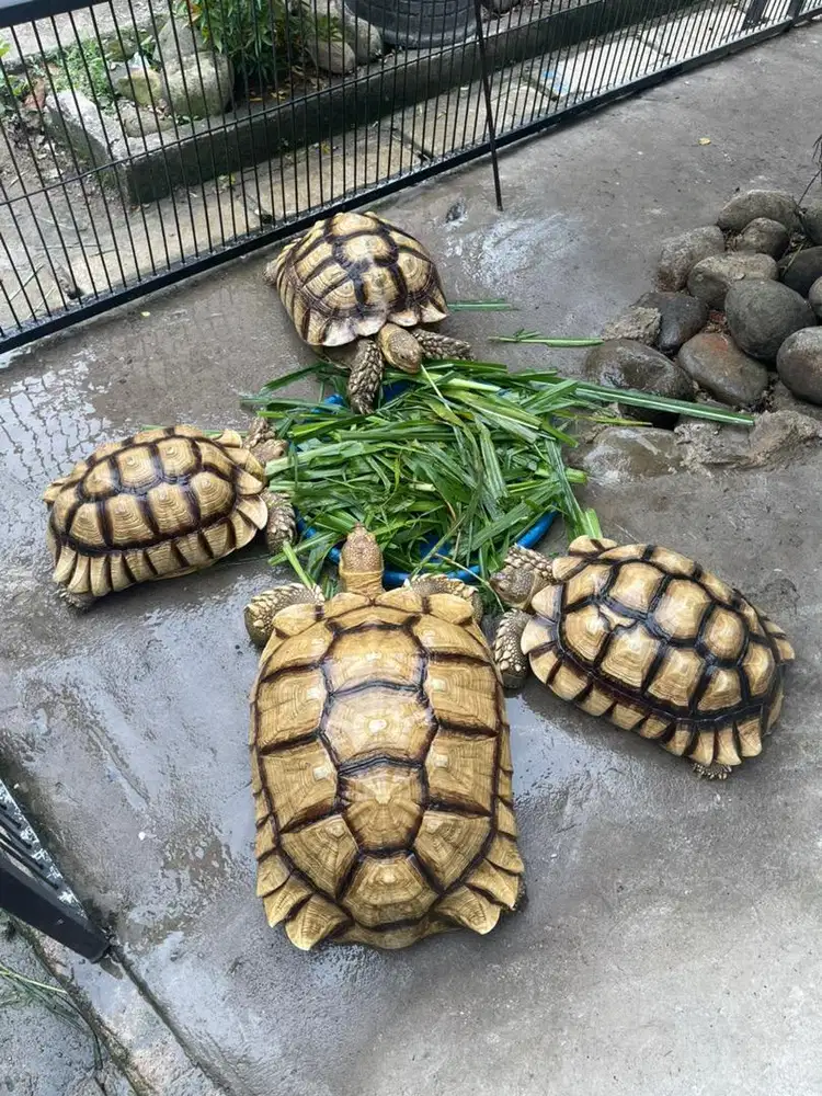 Kura kura darat sulcata 50 cm