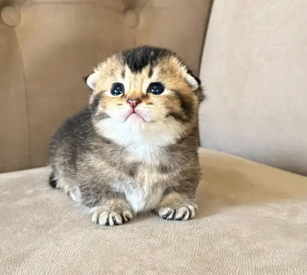 munchkin gaelic fold kitten jantan