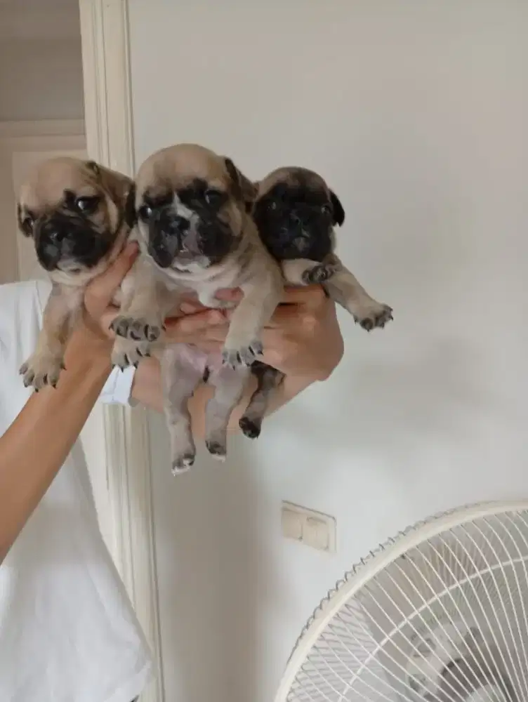 FRENCH BULLDOG FOR SALE