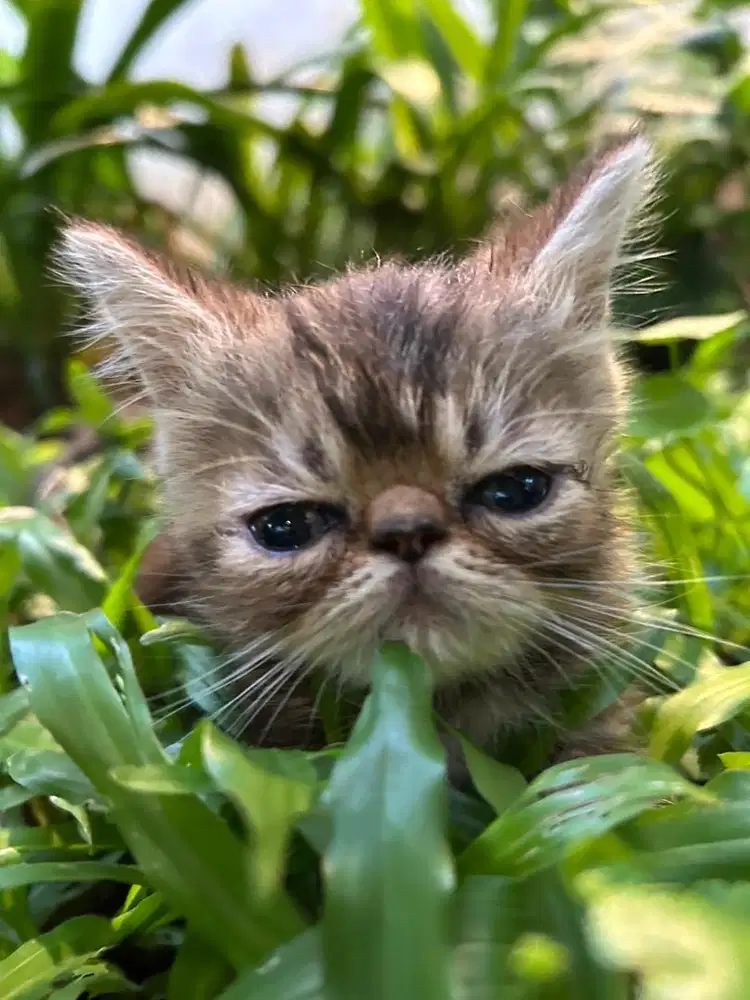 Open Adopsi Kucing Exotic Shorthair
