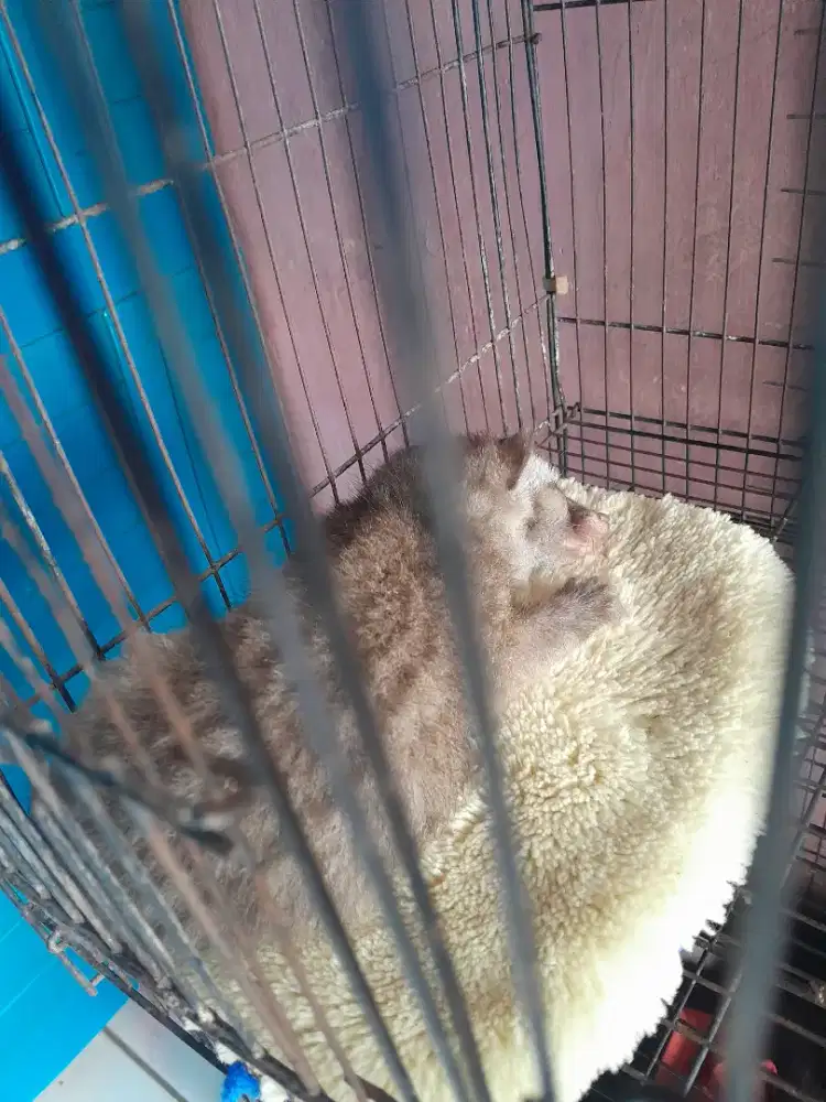 Jual baby musang pandan ex bali baja