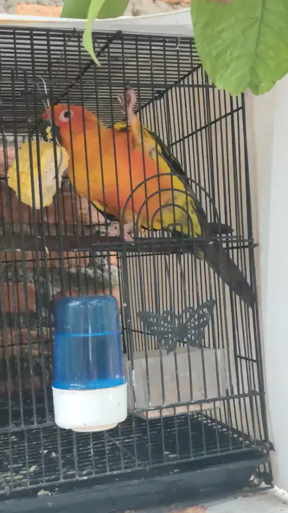 Sunconure high yellow
