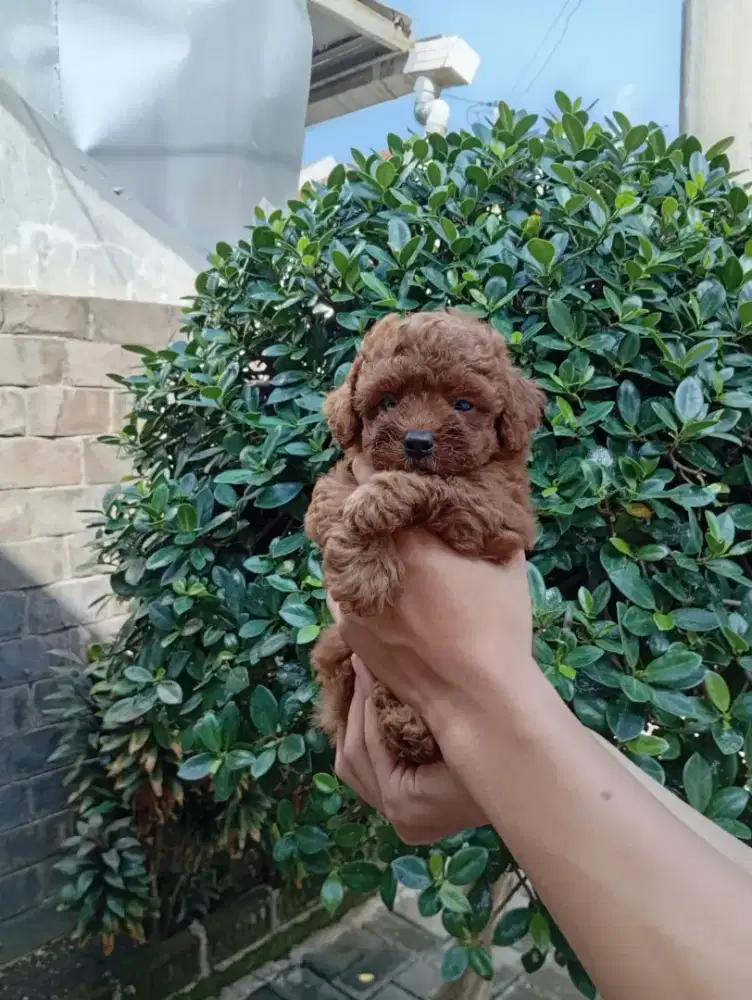 Toy Poodle For Sale