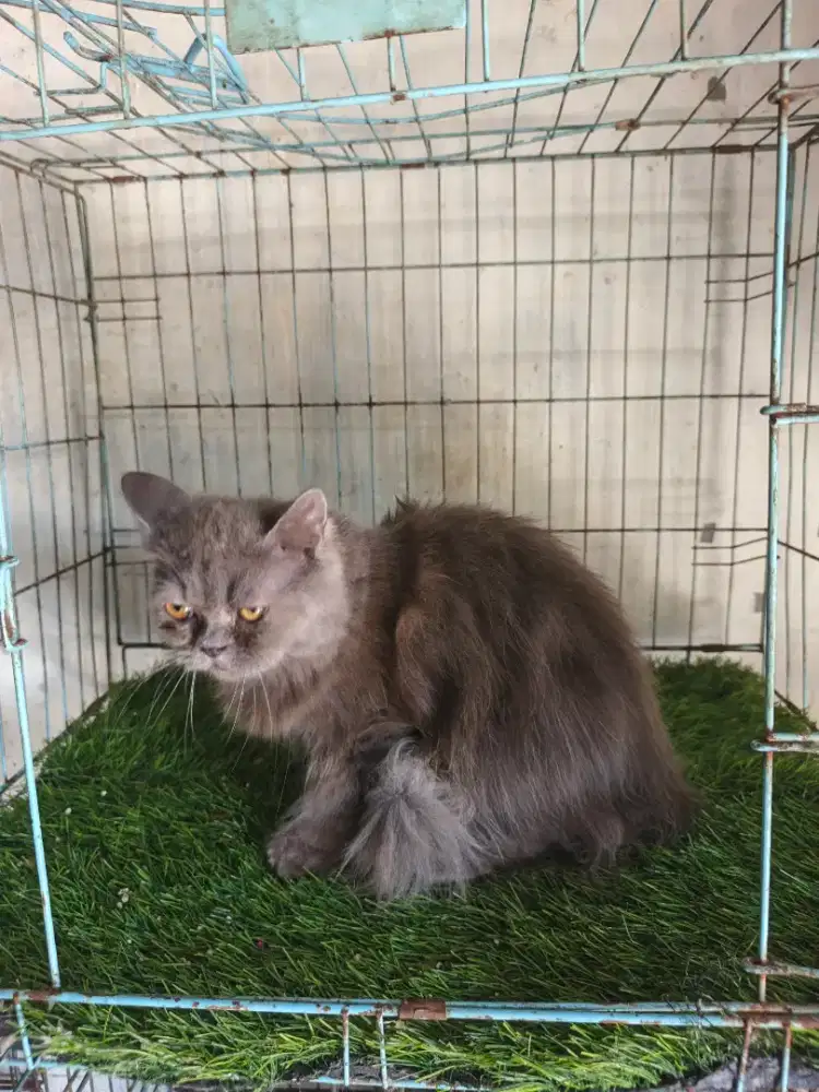 Kucing Persia flatnose jantan