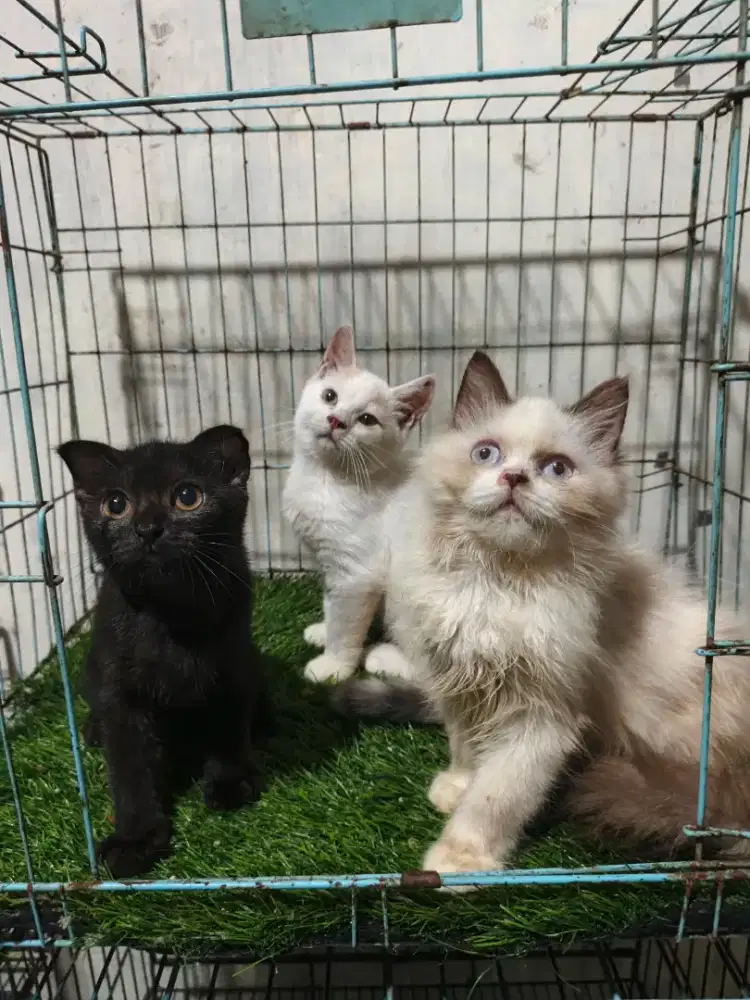 Kucing persia jantan betina