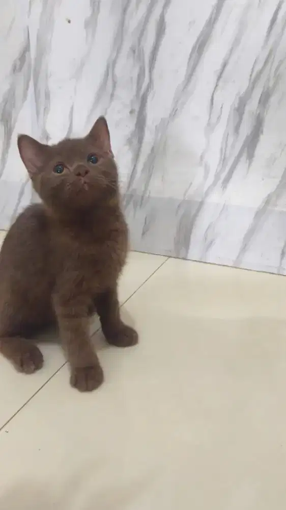 Kucing bsh Choco jantan