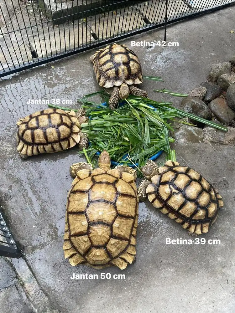 Kura kura sulcata 4 ekor