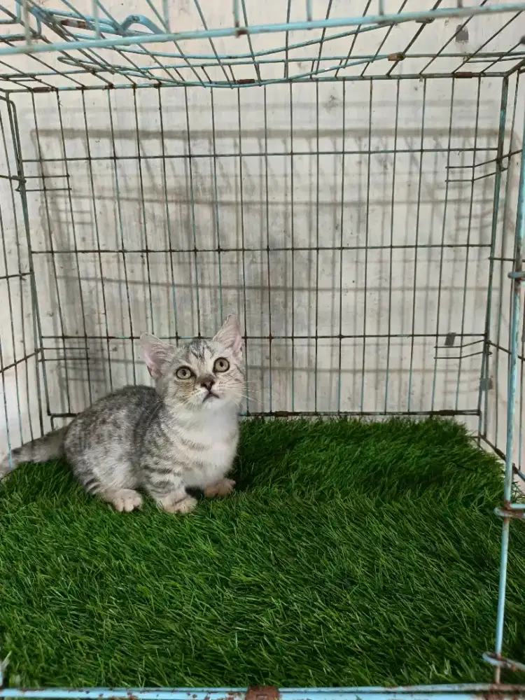 Kucing munchkin (geneta) betina