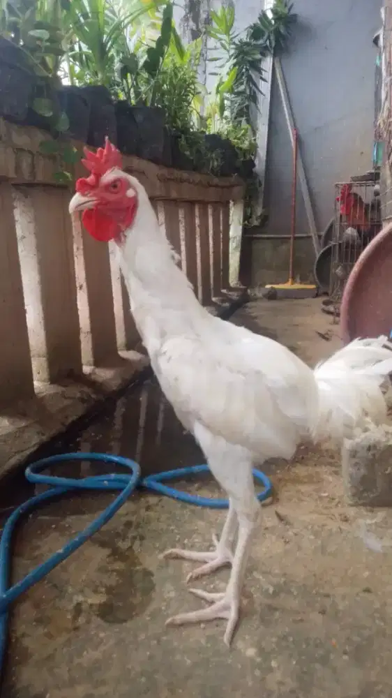 Ayam pelung putih