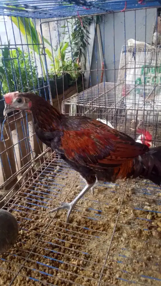 Ayam bekisar muda