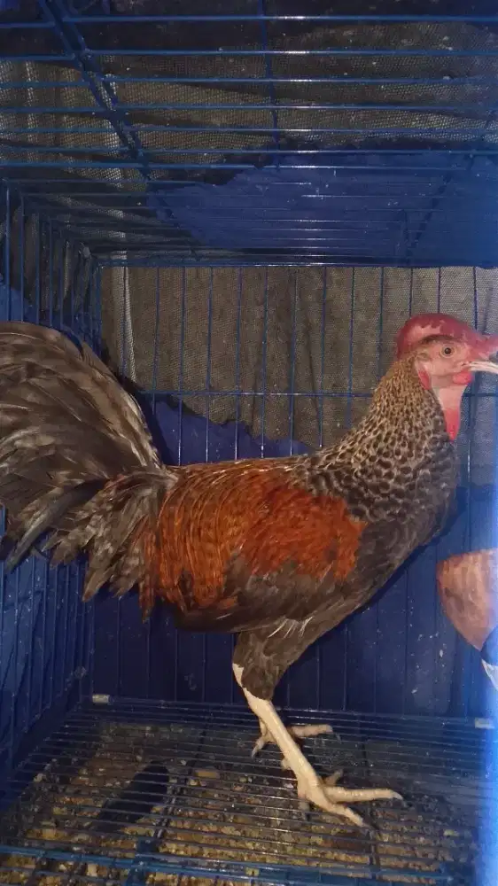 Ayam bekisar gacor