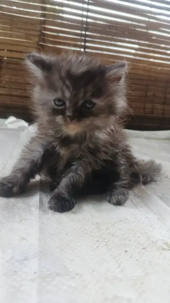 Kucing kitten Persia Himalaya