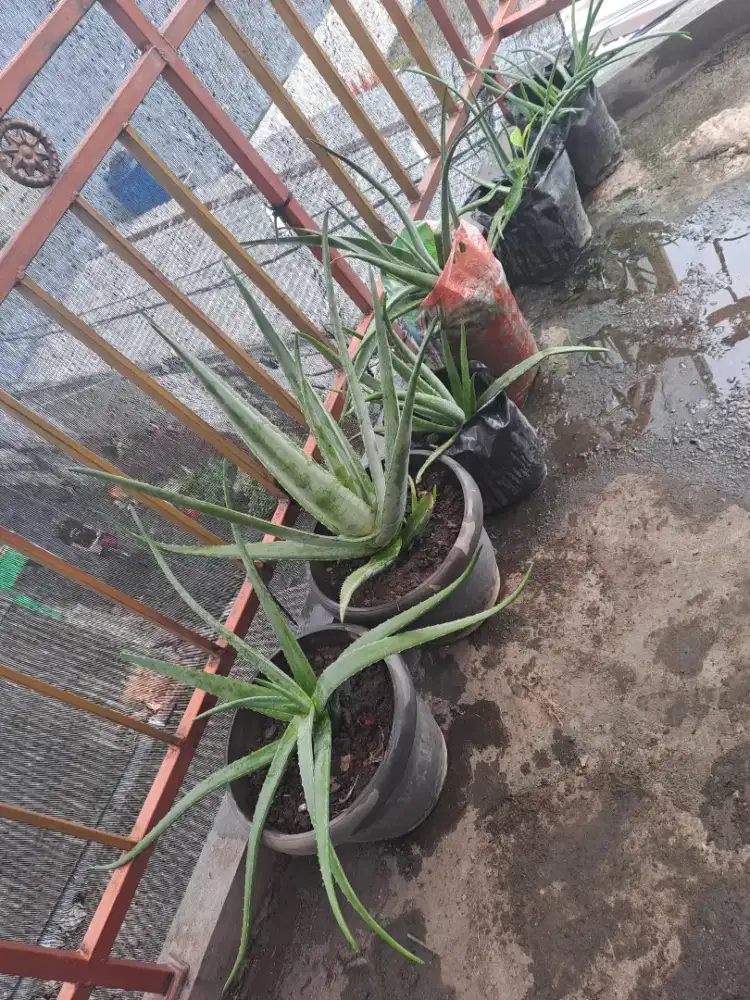 Tanaman lidah biaya bagus untuk perawatan rambut