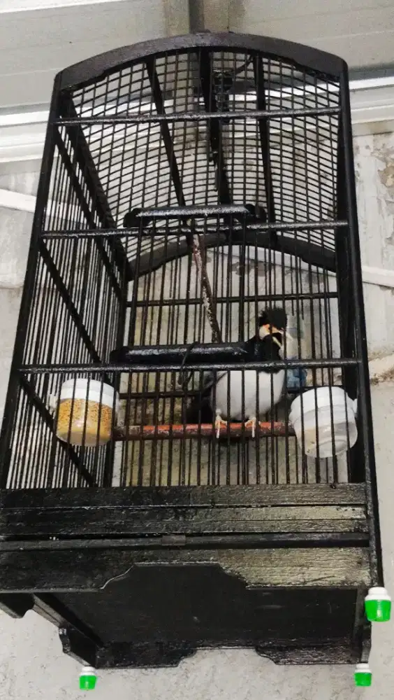 Burung Jalak Suren Gacor Garuda+ Kandang