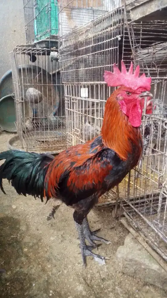 Ayam pelung ori