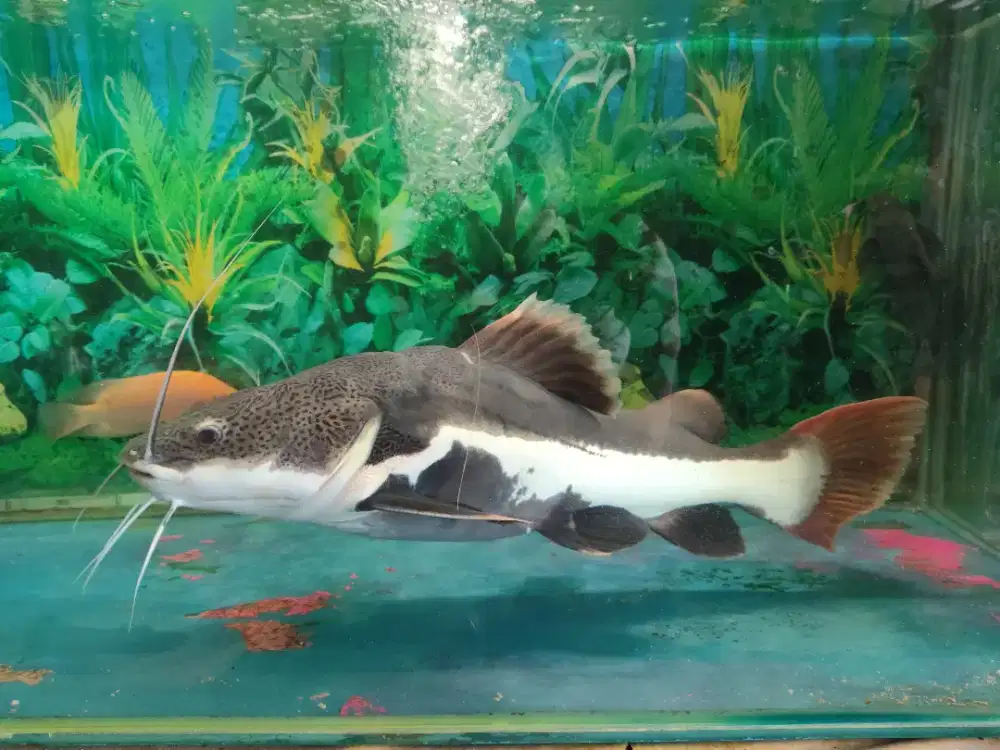 RTC size 60cm++ TERMURAH