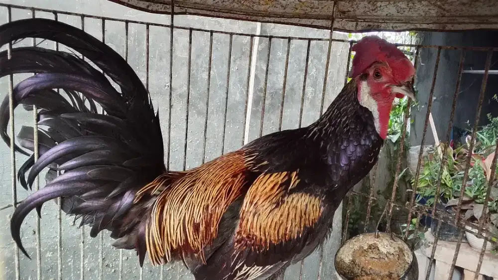 Ayam bekisar muda