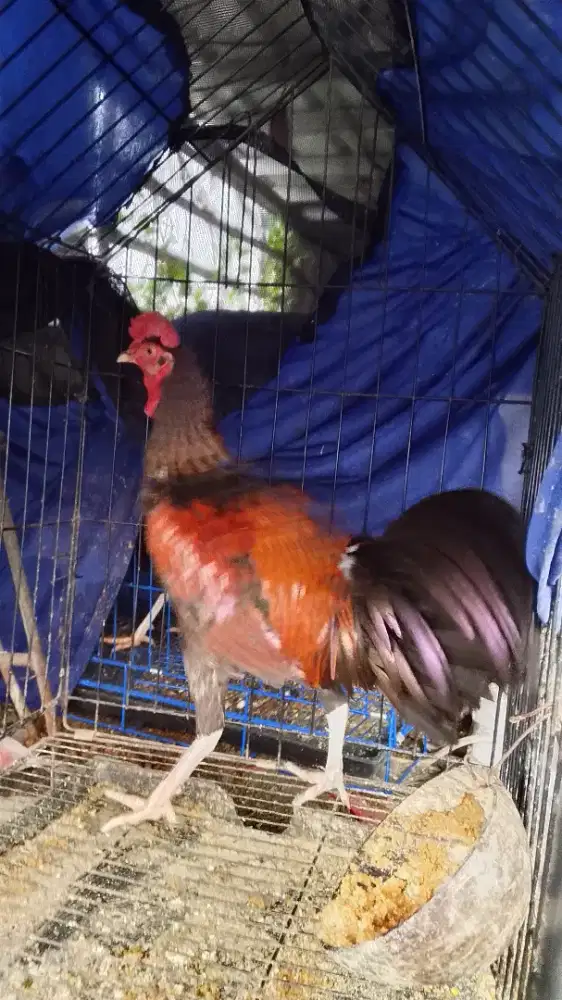Ayam bekisar merah