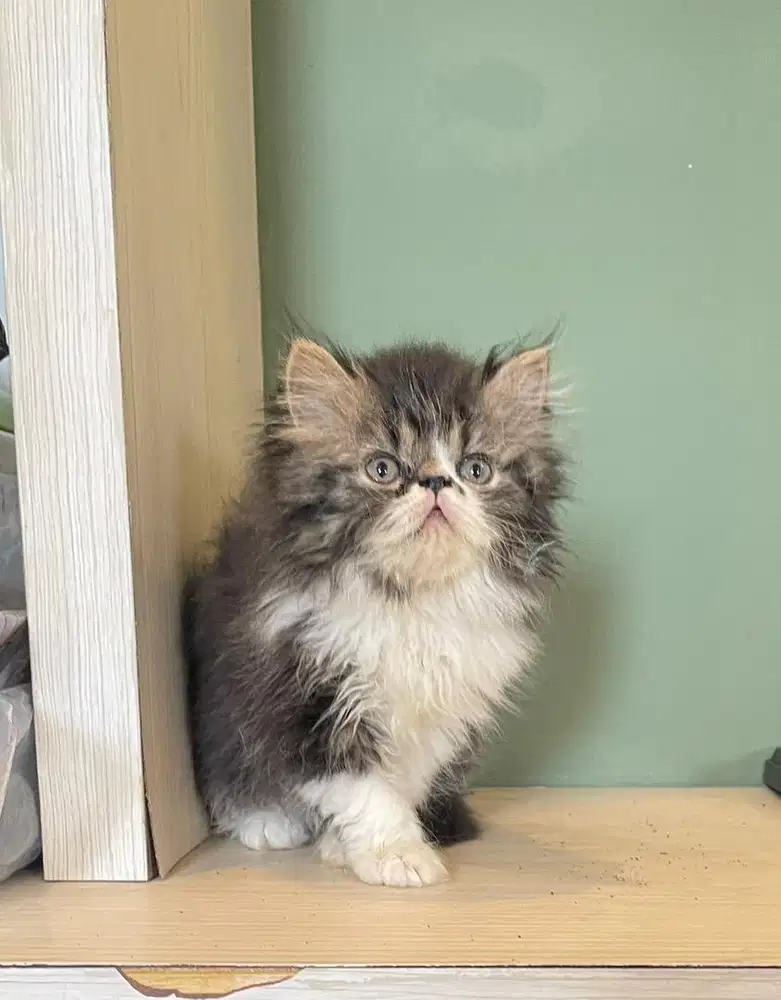 Kitten Persian LH peaknose  jantan 2 bulan Bicolor tabby