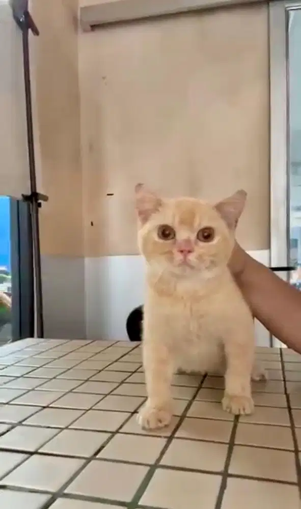 BSH Male 3 bulan red ginger pedigree