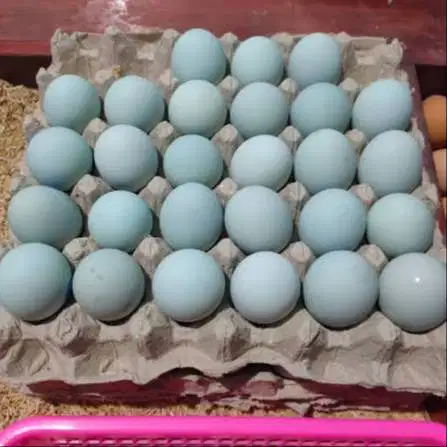 Telur Bebek Mentah